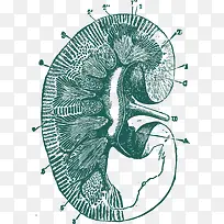 肾脏手绘蓝色剖视图-空若网 肾脏手绘蓝色剖视图-空若网