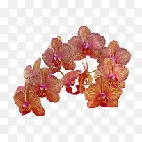 һ����ɫ����-������