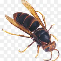 À¥³æºÚÉ«ÃÛ·ä-¿ÕÈôÍø À¥³æºÚÉ«ÃÛ·ä-¿ÕÈôÍø