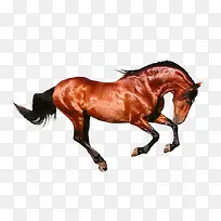 马-空若网 马-空若网