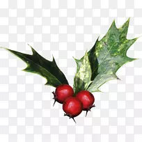 普通冬青科植物-槲寄生-空若网 普通冬青科植物-槲寄生-空若网