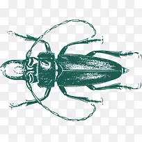 长触须类硬壳昆虫-空若网 长触须类硬壳昆虫-空若网