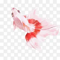 白色金鱼手绘-空若网 白色金鱼手绘-空若网