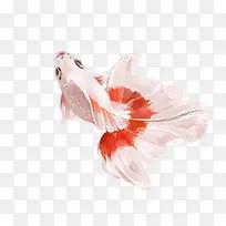 白色金鱼png素材-空若网 白色金鱼png素材-空若网