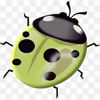 可爱七星瓢虫-空若网 可爱七星瓢虫-空若网