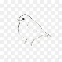 手绘线描小鸟-空若网 手绘线描小鸟-空若网