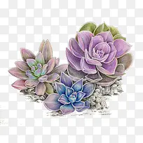 萌萌哒植物-空若网 萌萌哒植物-空若网