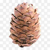 ��Ҷ׶��ľ������.��׶����-������