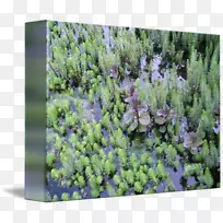 英国薰衣草紫色植被灌木-水生植物-空若网 英国薰衣草紫色植被灌木-水生植物-空若网