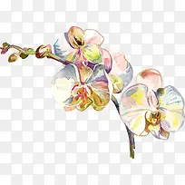 简约落叶草-空若网 简约落叶草-空若网