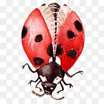 七星瓢虫-空若网 七星瓢虫-空若网