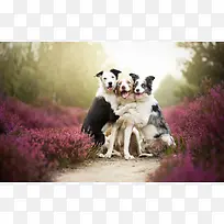 可爱搞怪创意小狗-空若网 可爱搞怪创意小狗-空若网