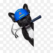 狗狗安装工-空若网 狗狗安装工-空若网