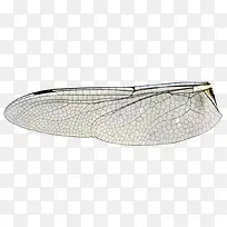 ���걾-������