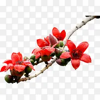 水彩花卉-空若网 水彩花卉-空若网