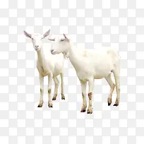 高清摄影萌萌哒的小山羊-空若网 高清摄影萌萌哒的小山羊-空若网