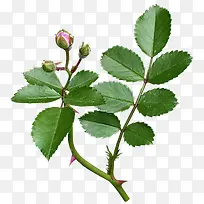 漂亮树枝树叶-空若网 漂亮树枝树叶-空若网