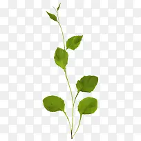 Ư��֦Ҷ-������