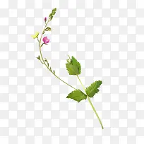 Ư��֦Ҷ-������