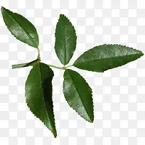 Ư����֦��Ҷ-������