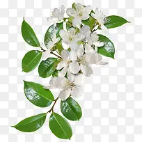 漂亮花枝-空若网 漂亮花枝-空若网