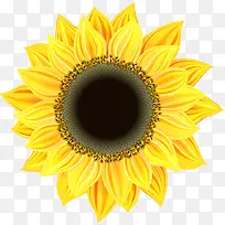 一朵向日葵-空若网 一朵向日葵-空若网