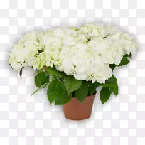 绣球切花花卉设计植物-绣球花-空若网 绣球切花花卉设计植物-绣球花-空若网