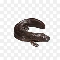 黑色娃娃鱼动物-空若网 黑色娃娃鱼动物-空若网