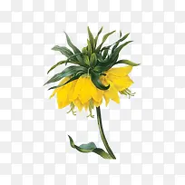 手绘菊花-空若网 手绘菊花-空若网