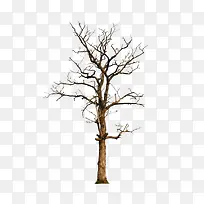 ÁèÂҵIJøÈƵÄÊ÷Ö¦-¿ÕÈôÍø ÁèÂҵIJøÈƵÄÊ÷Ö¦-¿ÕÈôÍø