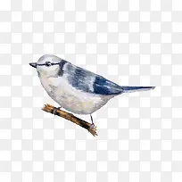 蓝色小鸟-空若网 蓝色小鸟-空若网