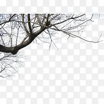 枯树枝-空若网 枯树枝-空若网