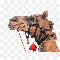 动物骆驼-空若网 动物骆驼-空若网