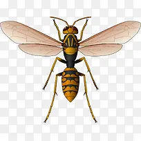 黄色漂亮花纹苗条蜜蜂矢量素材-空若网 黄色漂亮花纹苗条蜜蜂矢量素材-空若网