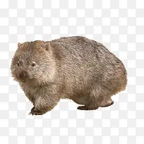 毛鼻袋熊-空若网 毛鼻袋熊-空若网