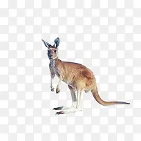 动物袋鼠-空若网 动物袋鼠-空若网