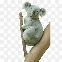 澳洲考拉-空若网 澳洲考拉-空若网