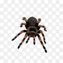 蜘蛛图片-空若网 蜘蛛图片-空若网