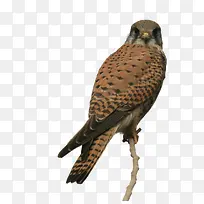 老鹰图片-空若网 老鹰图片-空若网
