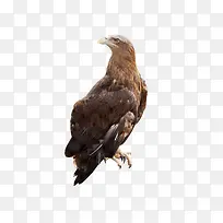 老鹰动物-空若网 老鹰动物-空若网