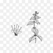 手绘植株-空若网 手绘植株-空若网