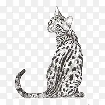 矢量点绘豹猫-空若网 矢量点绘豹猫-空若网