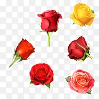 玫瑰花-空若网 玫瑰花-空若网