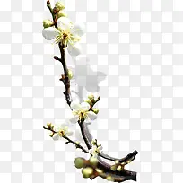 白色唯美洁白花朵-空若网 白色唯美洁白花朵-空若网