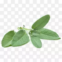 普通鼠尾草摄影草本植物-欧芹-空若网 普通鼠尾草摄影草本植物-欧芹-空若网