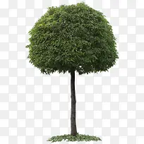 Ê÷-¿ÕÈôÍø Ê÷-¿ÕÈôÍø