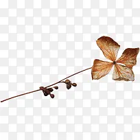 一棵草-空若网 一棵草-空若网