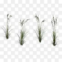 四棵草-空若网 四棵草-空若网