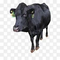 一头黑色的安格斯牛-空若网 一头黑色的安格斯牛-空若网