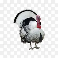 ��ɫ��-������